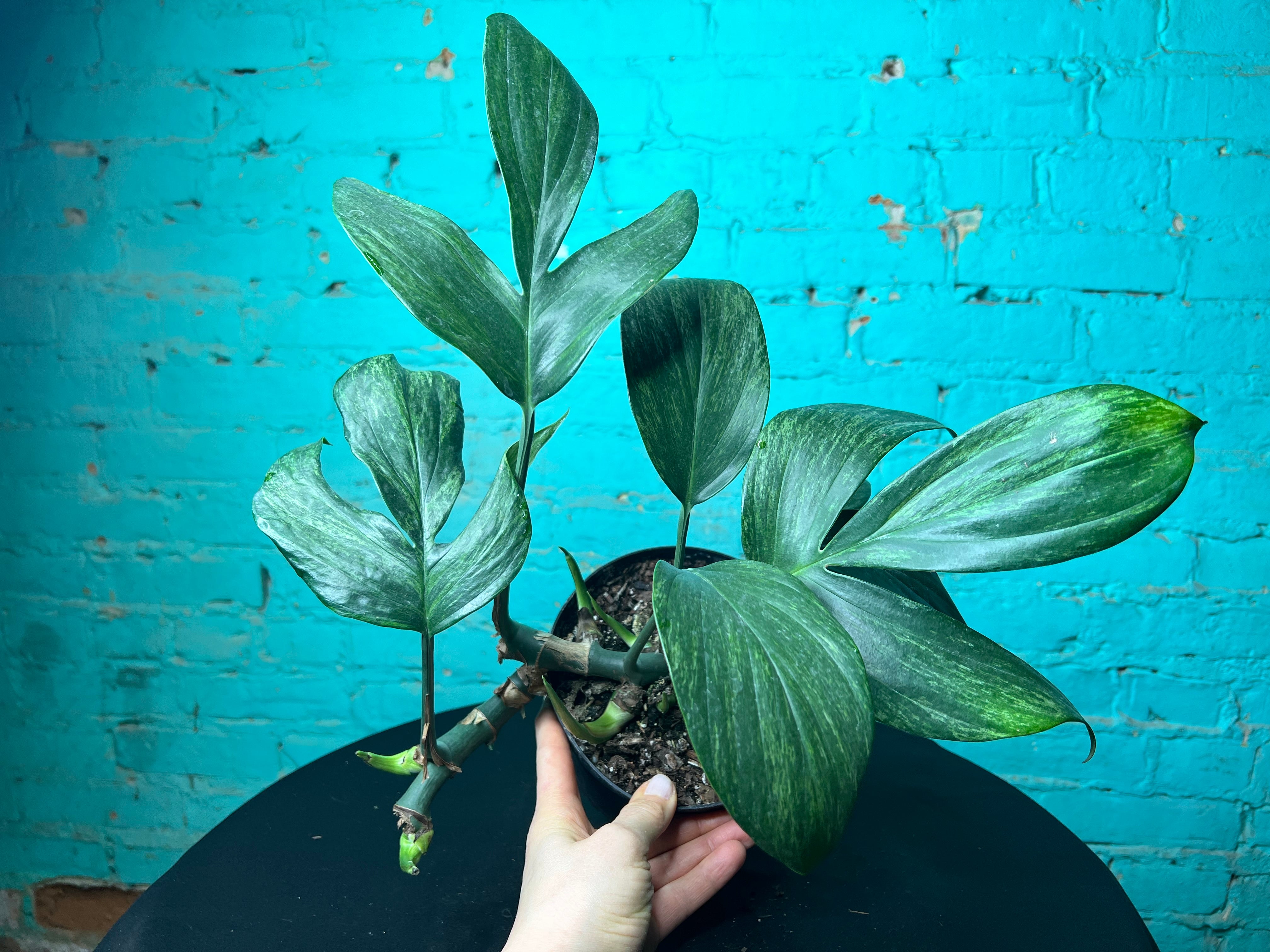 Monstera Decursiva Variegated 6” “Dragon Tail” – The Rooted Plant Shop