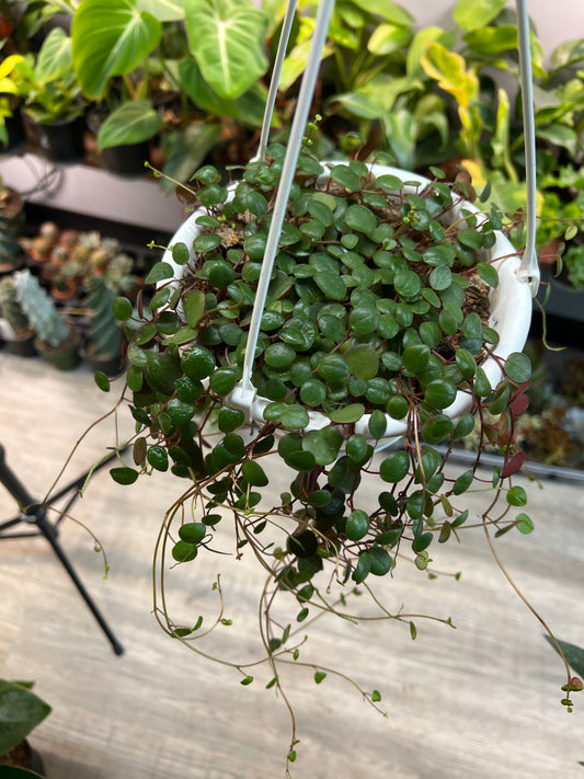 Peperomia- pepperspot Basket 6”