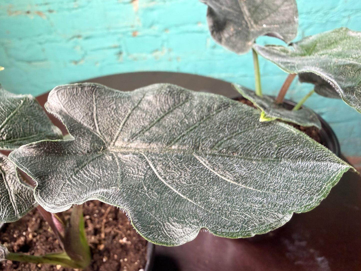 Alocasia ‘Antoro Velvet 4”