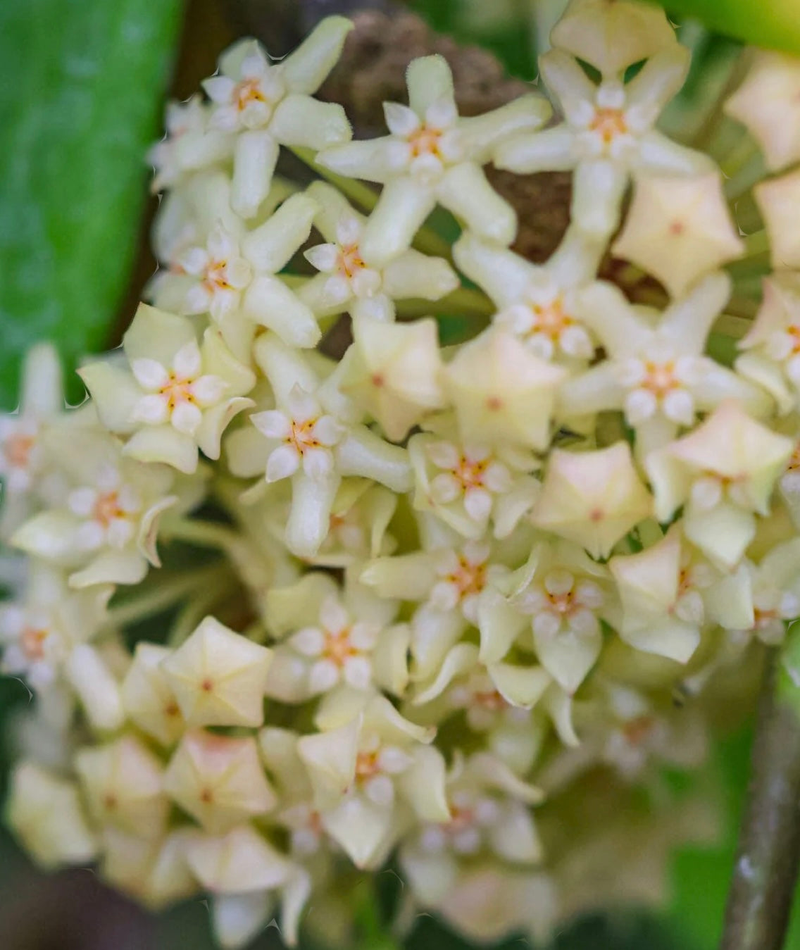 Hoya Quinquenervia