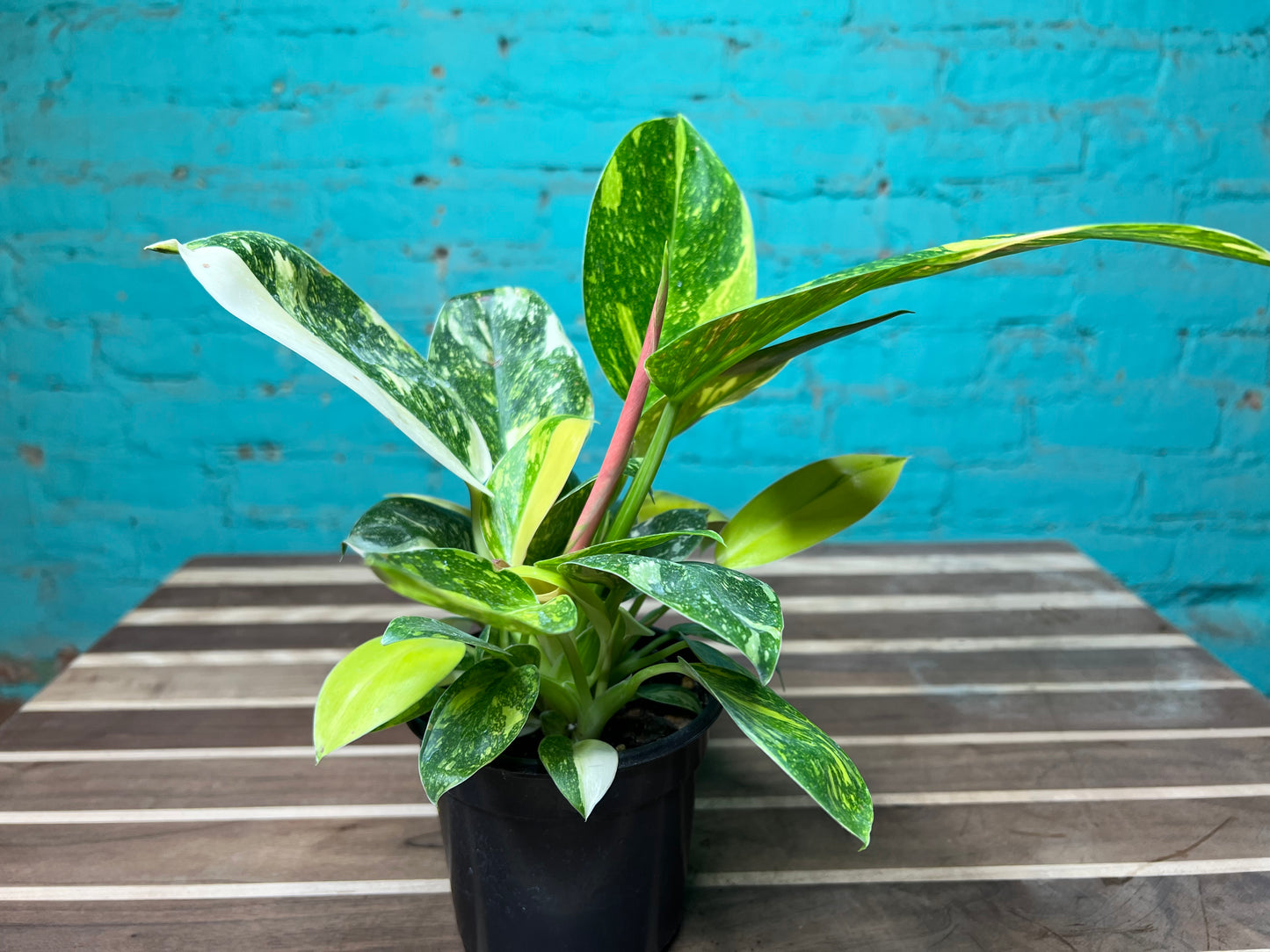 Philodendron Congo Nuclear Variegated