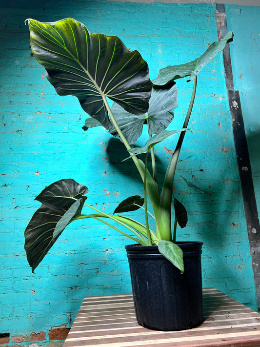Alocasia Regal Shield 10”