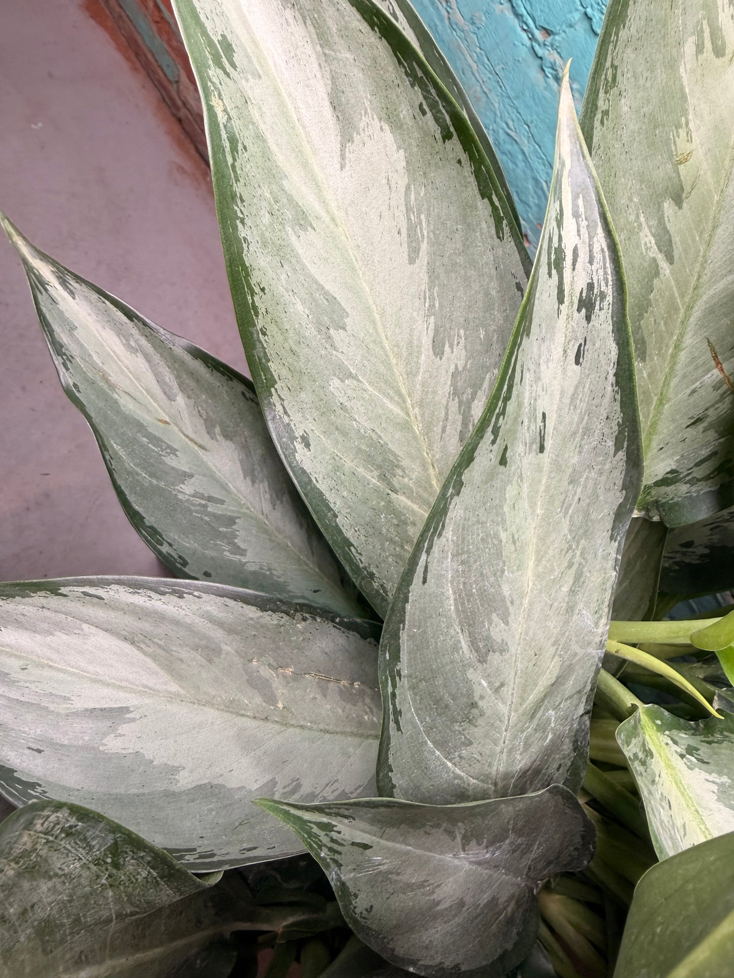 Aglaonema Silver Bay 10”