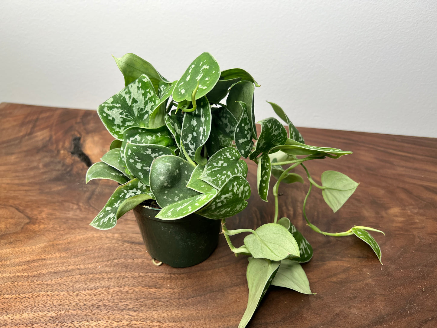 Scindapsus-Silvery Ann 4”