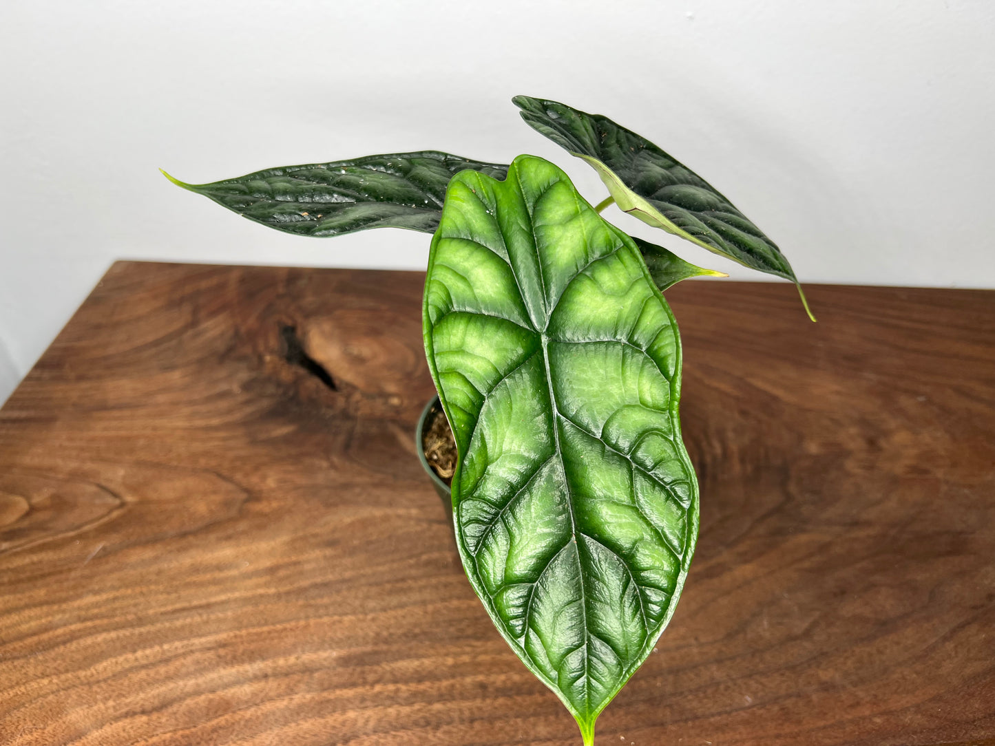 Alocasia Dragon Scale 4”