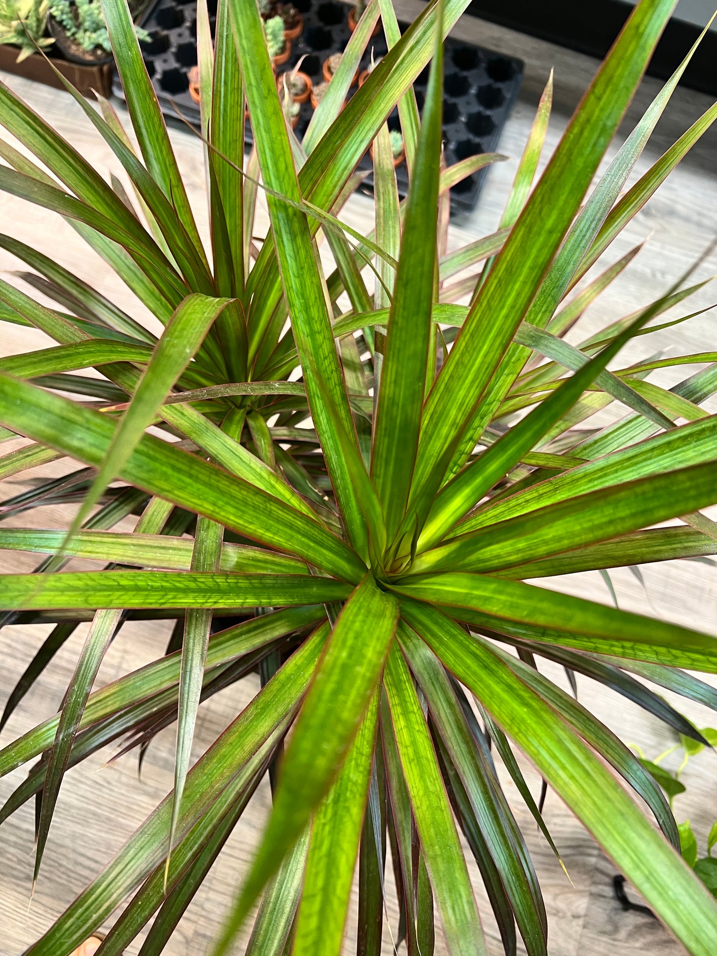Dracaena Art 8”