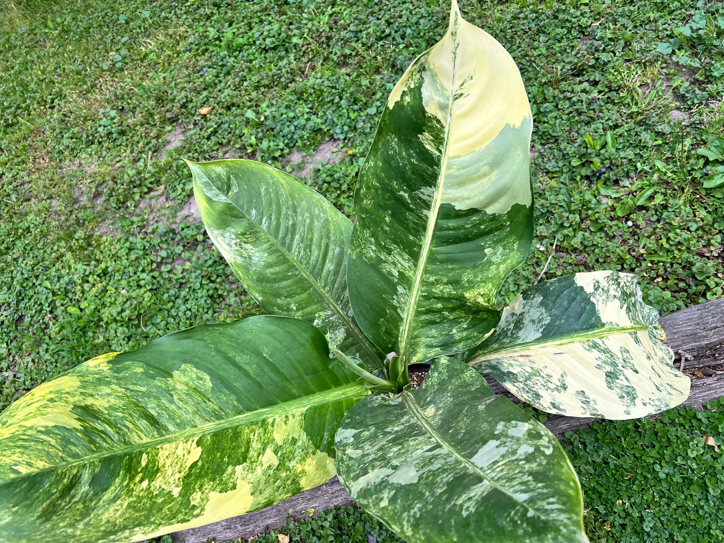 Dieffenbachia 'Big Ben' Variegated