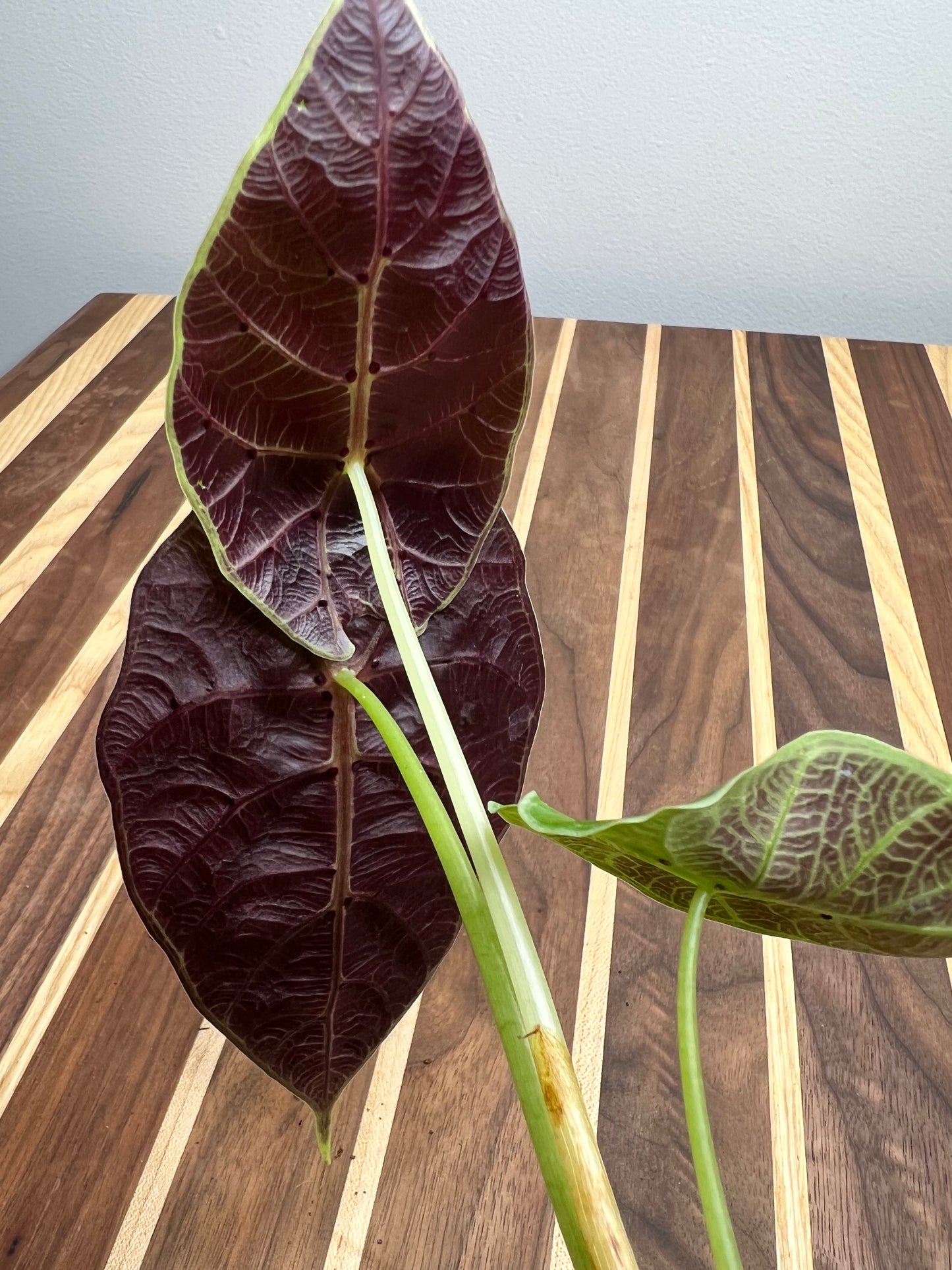 Alocasia Watsoniana Lighting 4”