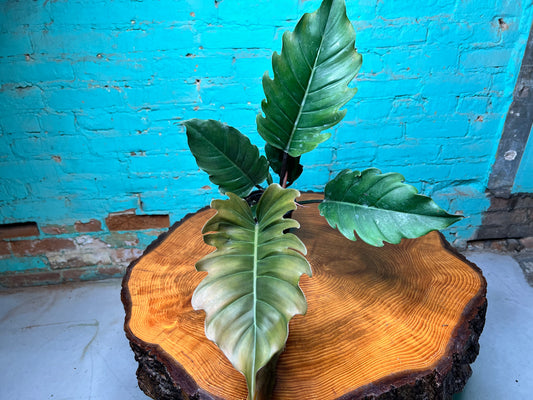 Philodendron Choco Empress 4”