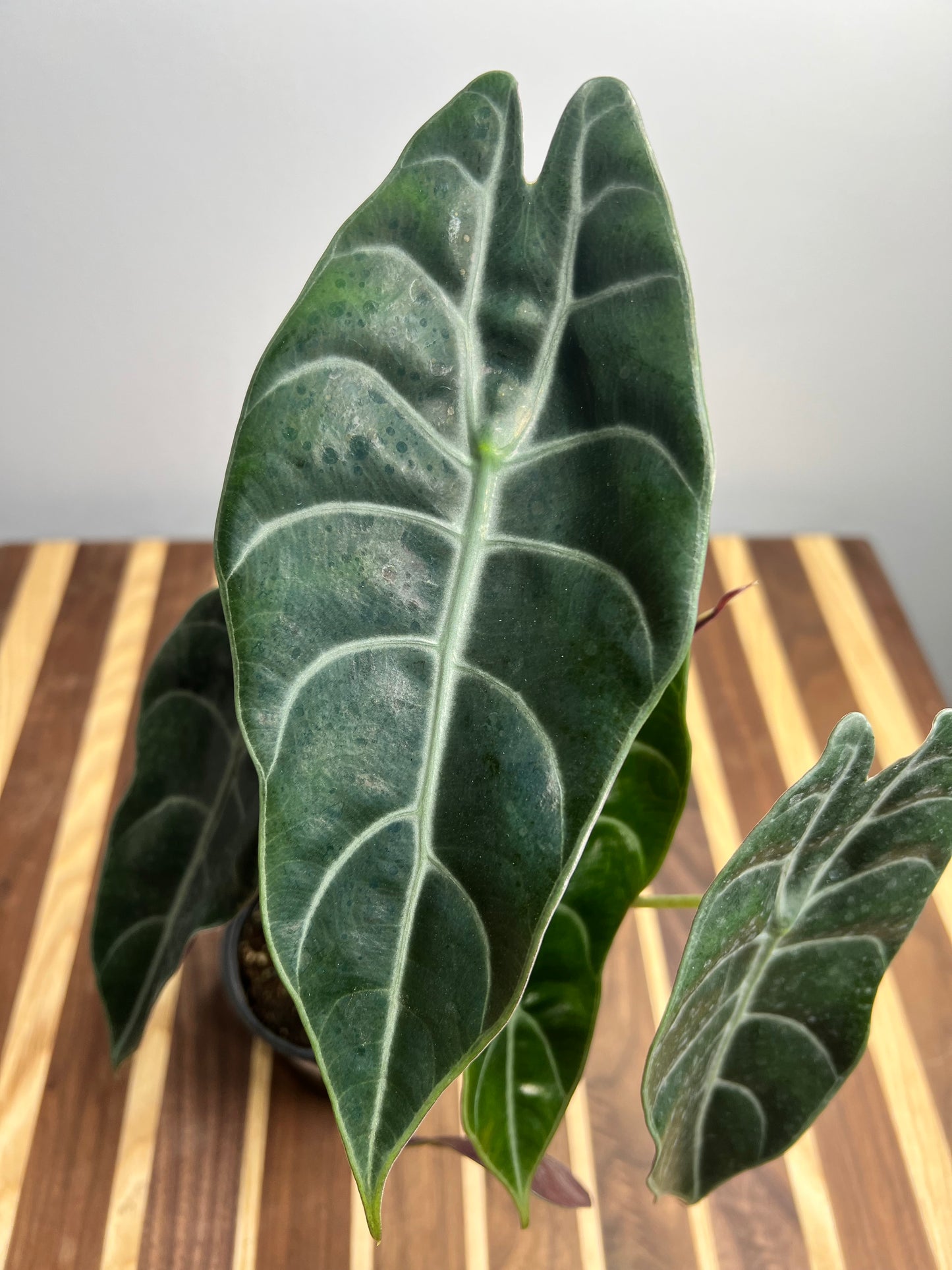 Alocasia Watsoniana 4”