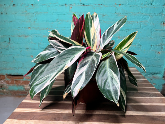 Stromanthe-Triostar (6inch)