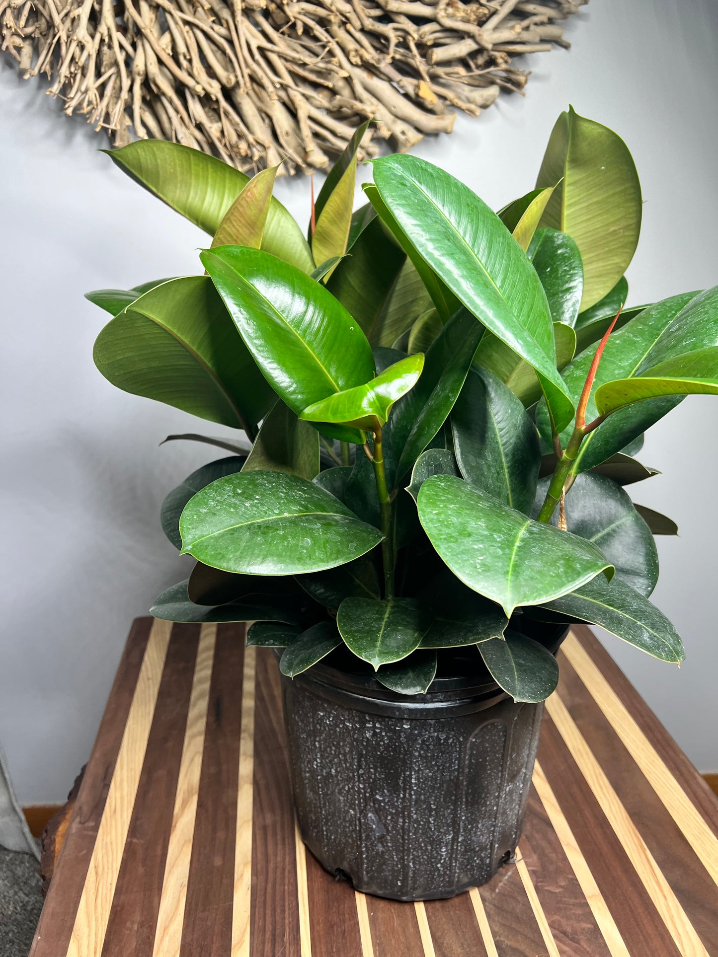 Rubber Tree- Robusta Green 10”