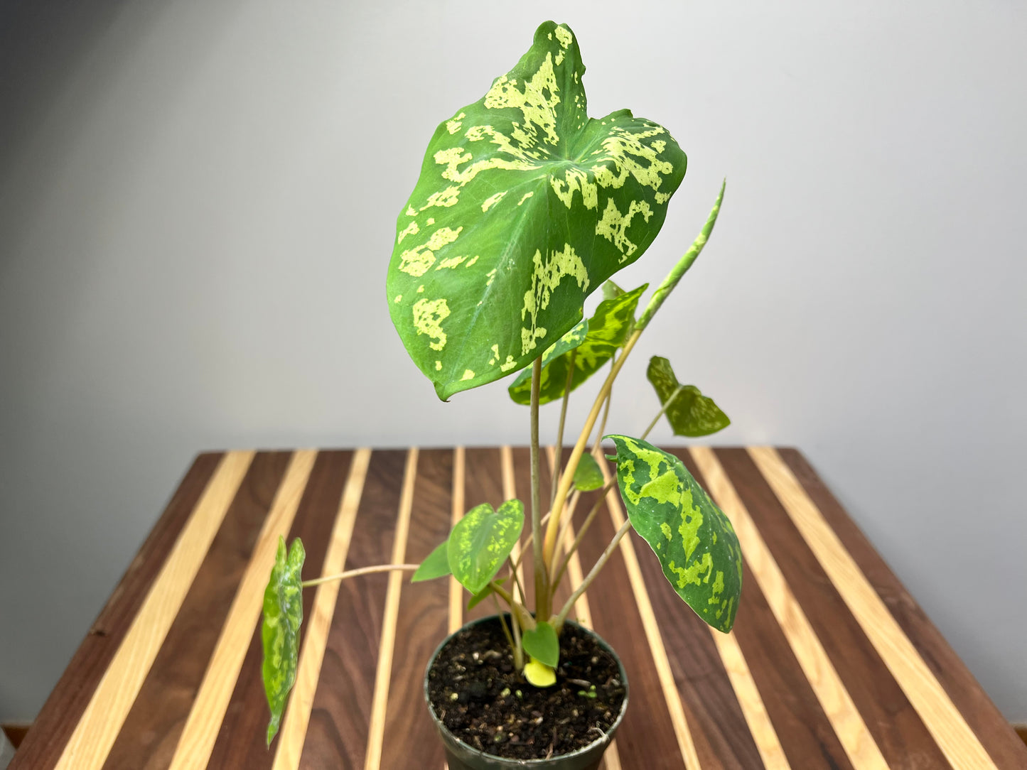 Alocasia Hilo Beauty 4”
