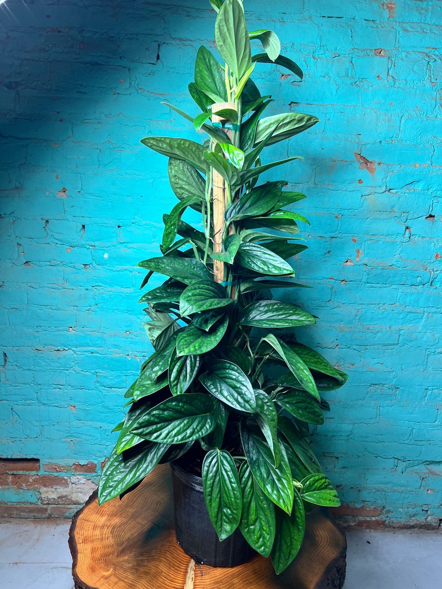 Monstera Peru 10” Totem