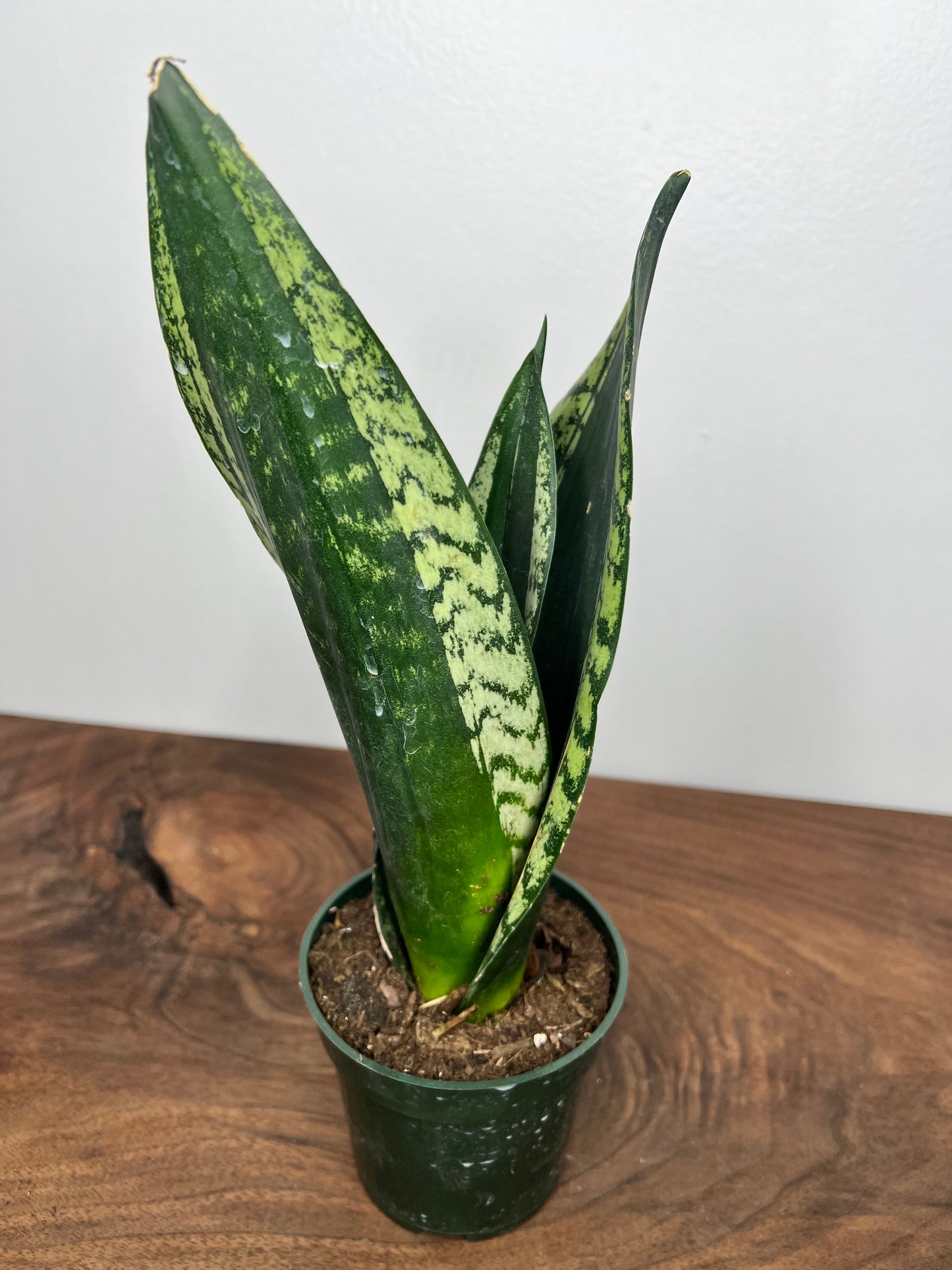 Sansevieria Whitney