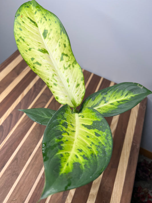 Dieffenbachia Bowmannii 4”