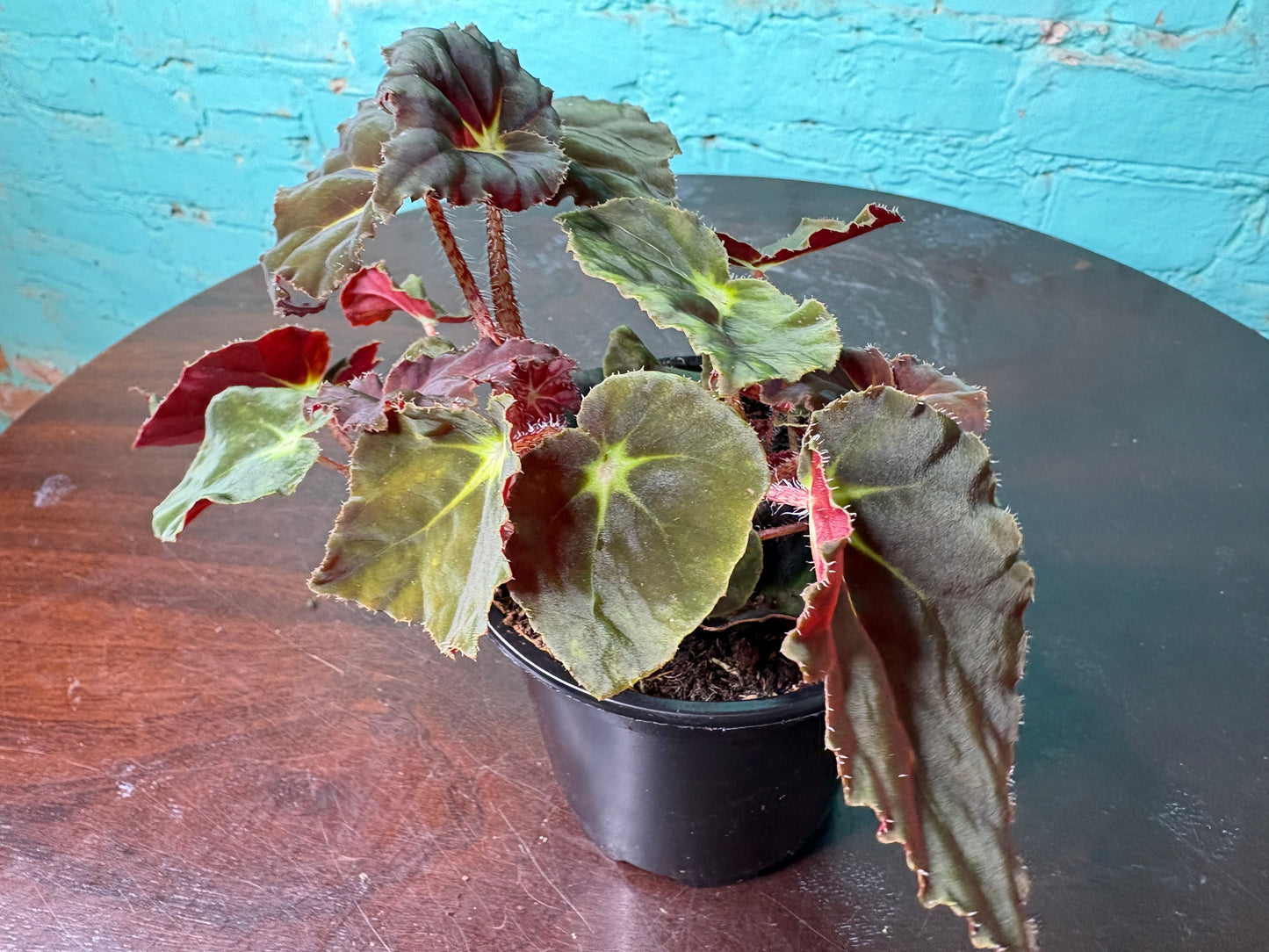 Begonia Rex “Green Velvet” 4”