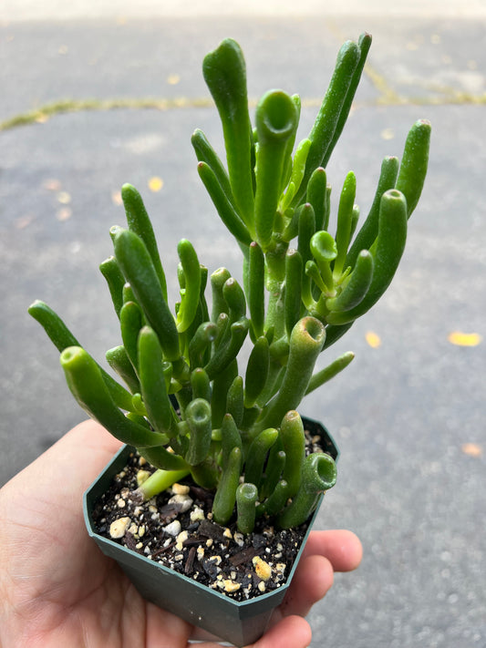 Jade- fingers orgre ears