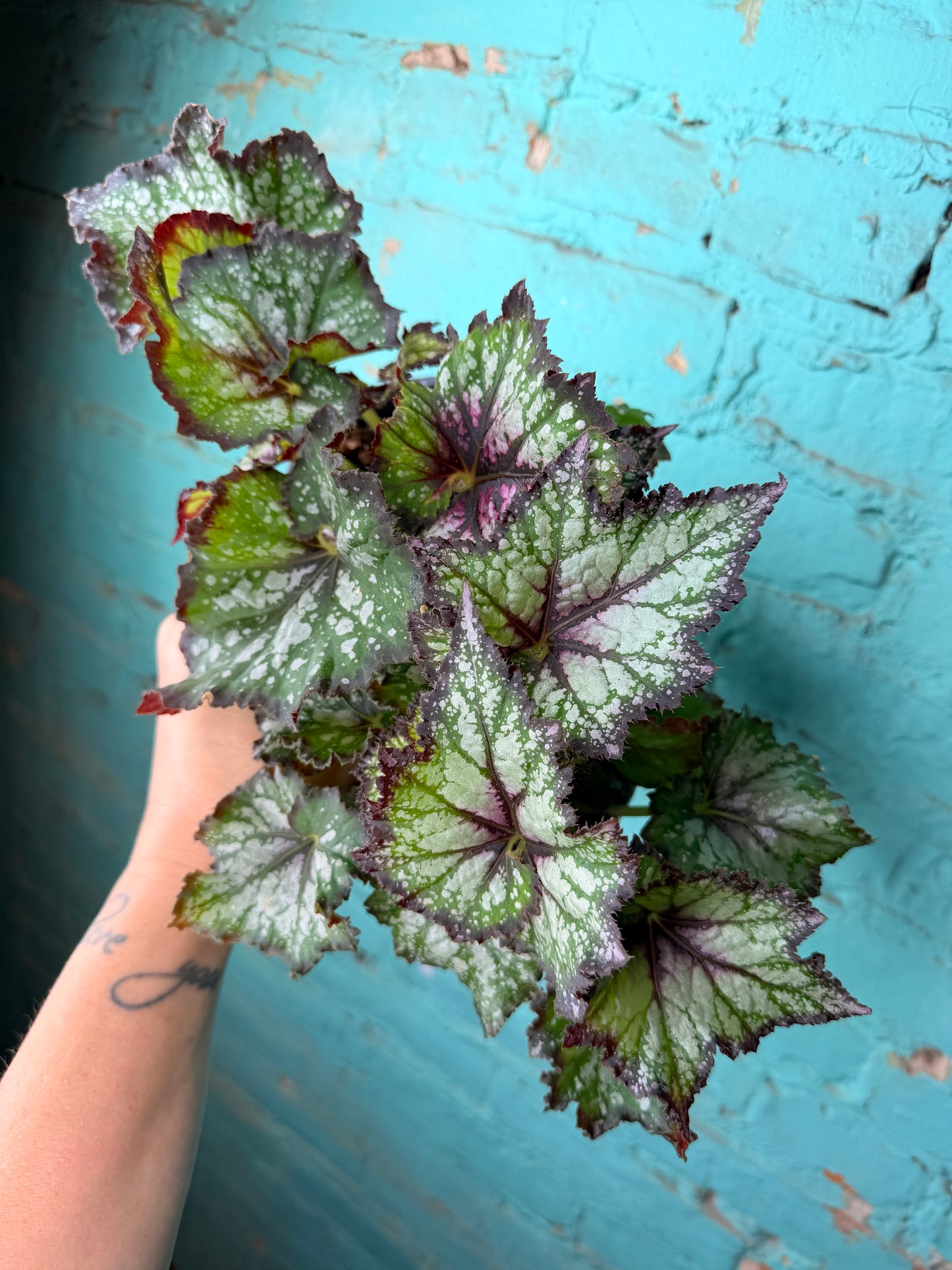 Begonia Rex ‘Lavender Mint’ 4”