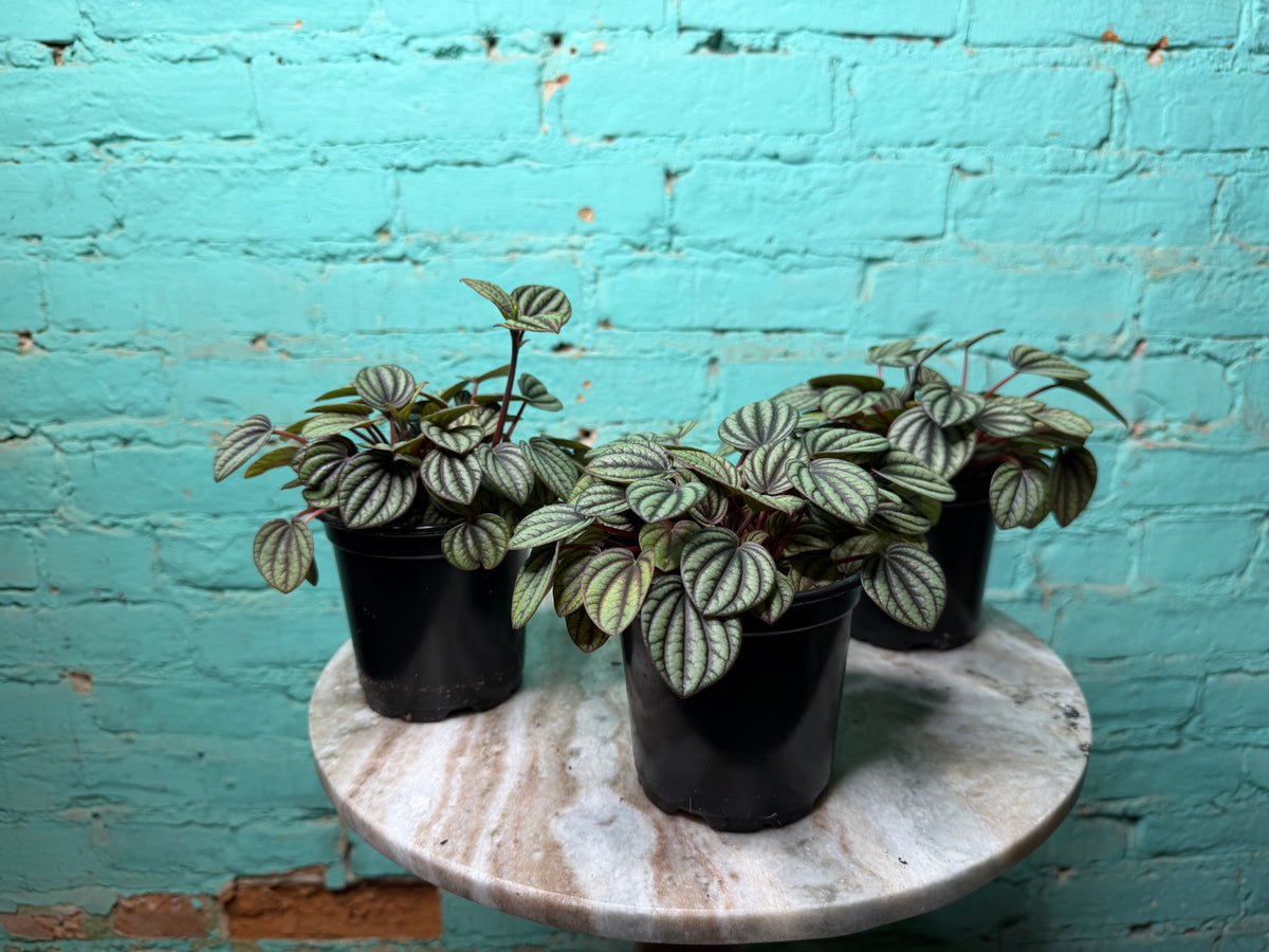 Peperomia Piccolo Banda 4”