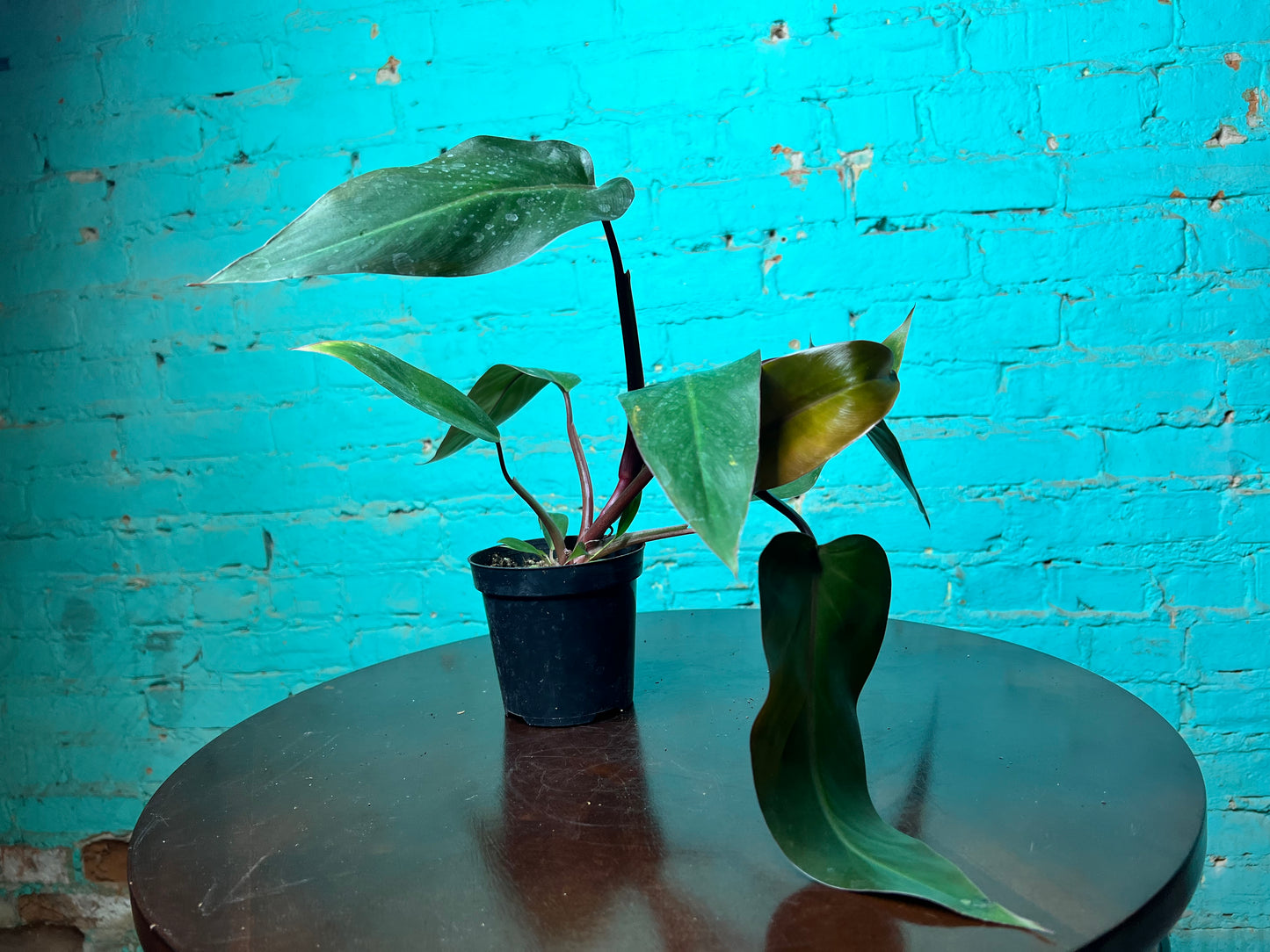 Philodendron Majesty 4”