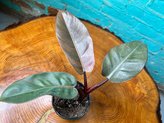 Philodendron Red Congo 4”