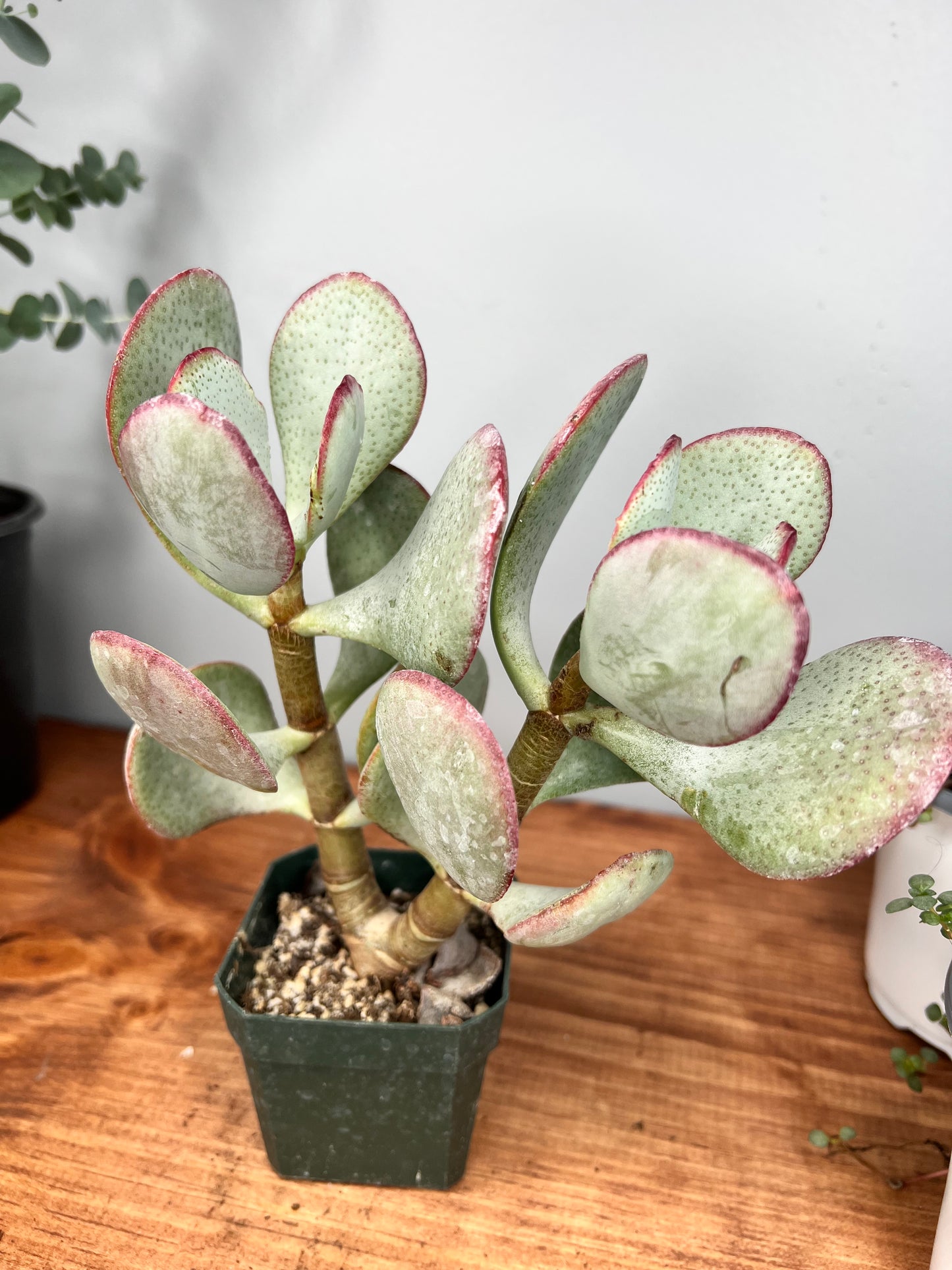 Silver Dollar Jade
