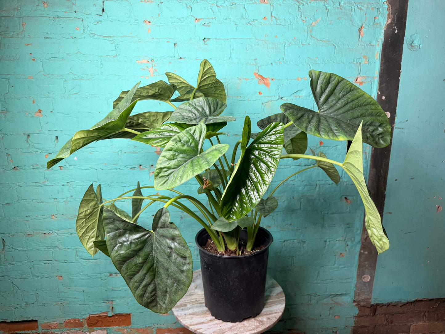 ALOCASIA LUKIWAN 8”