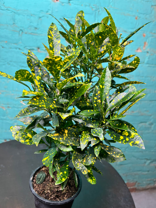 Croton Gold Dust 4”