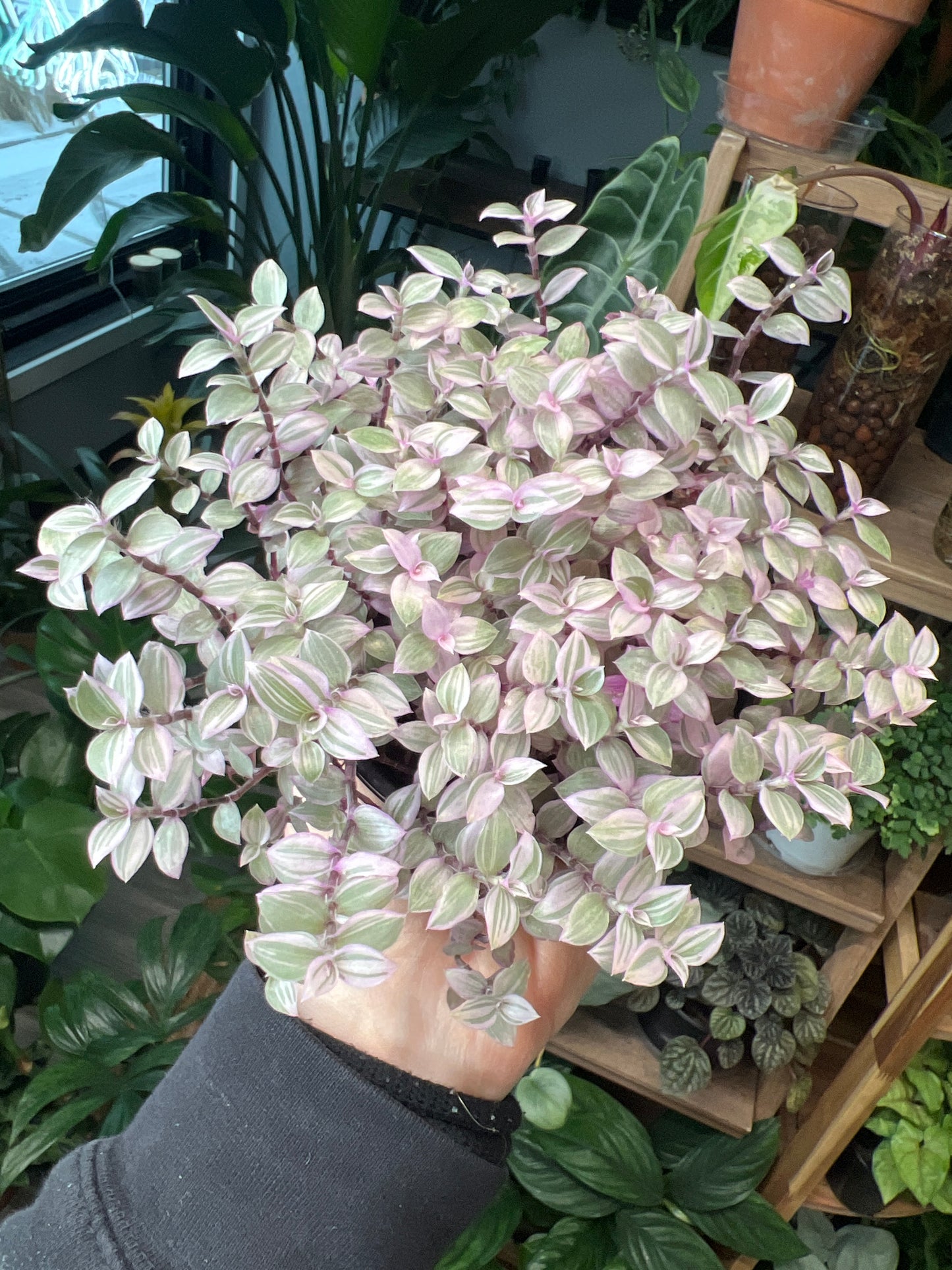 Pink Panther Bolivian Jew- Callisia