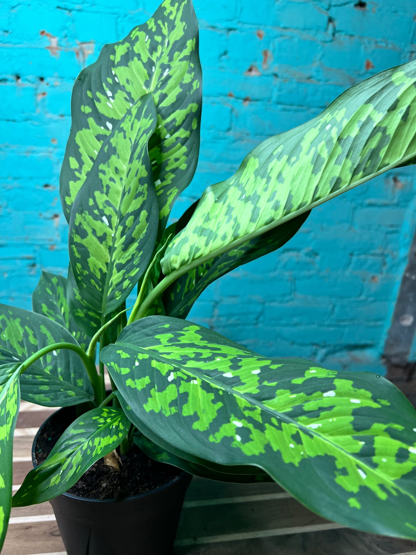 Dieffenbachia CHEETAH 6”