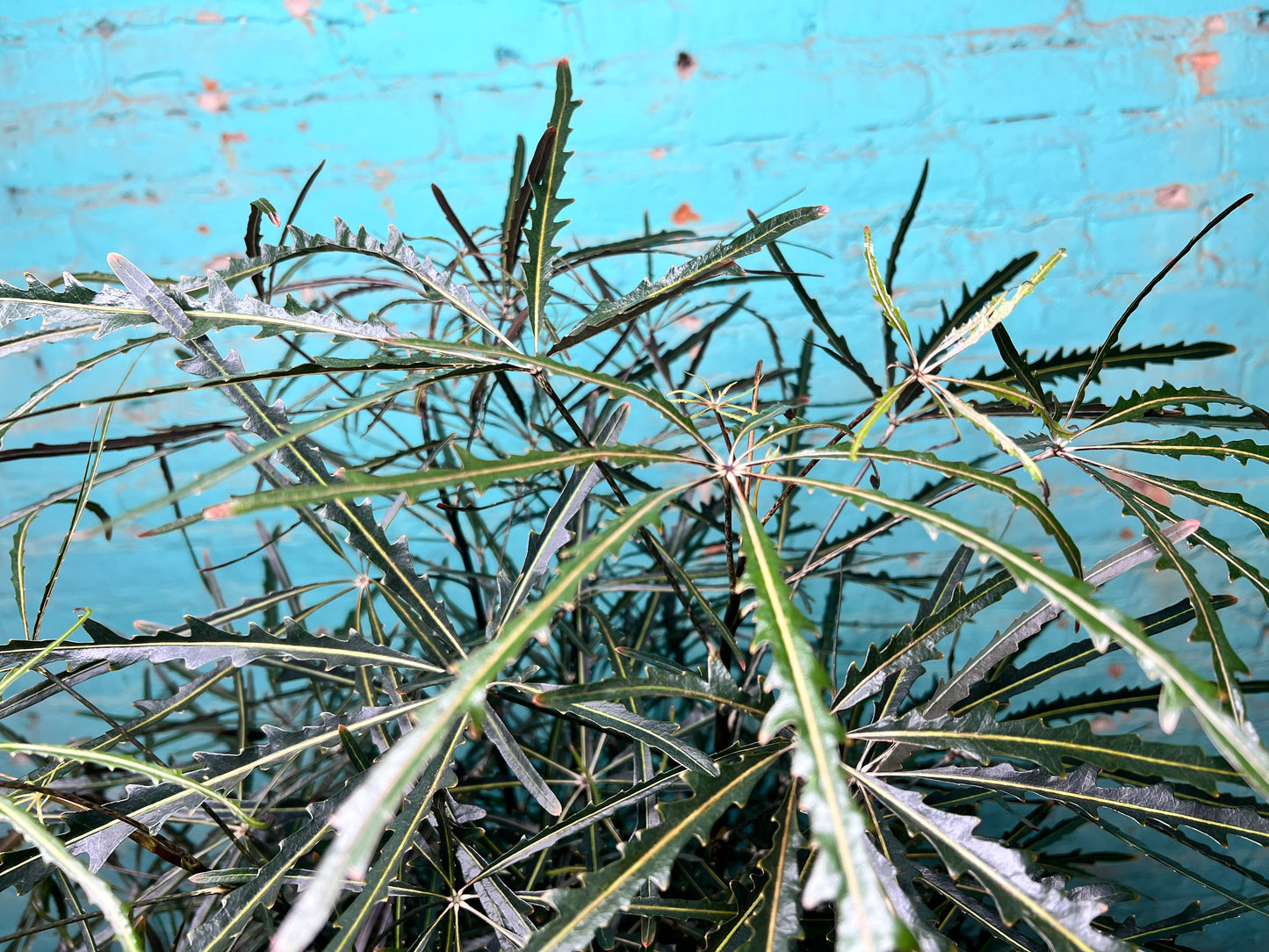 Aralia Elegantissima 10”