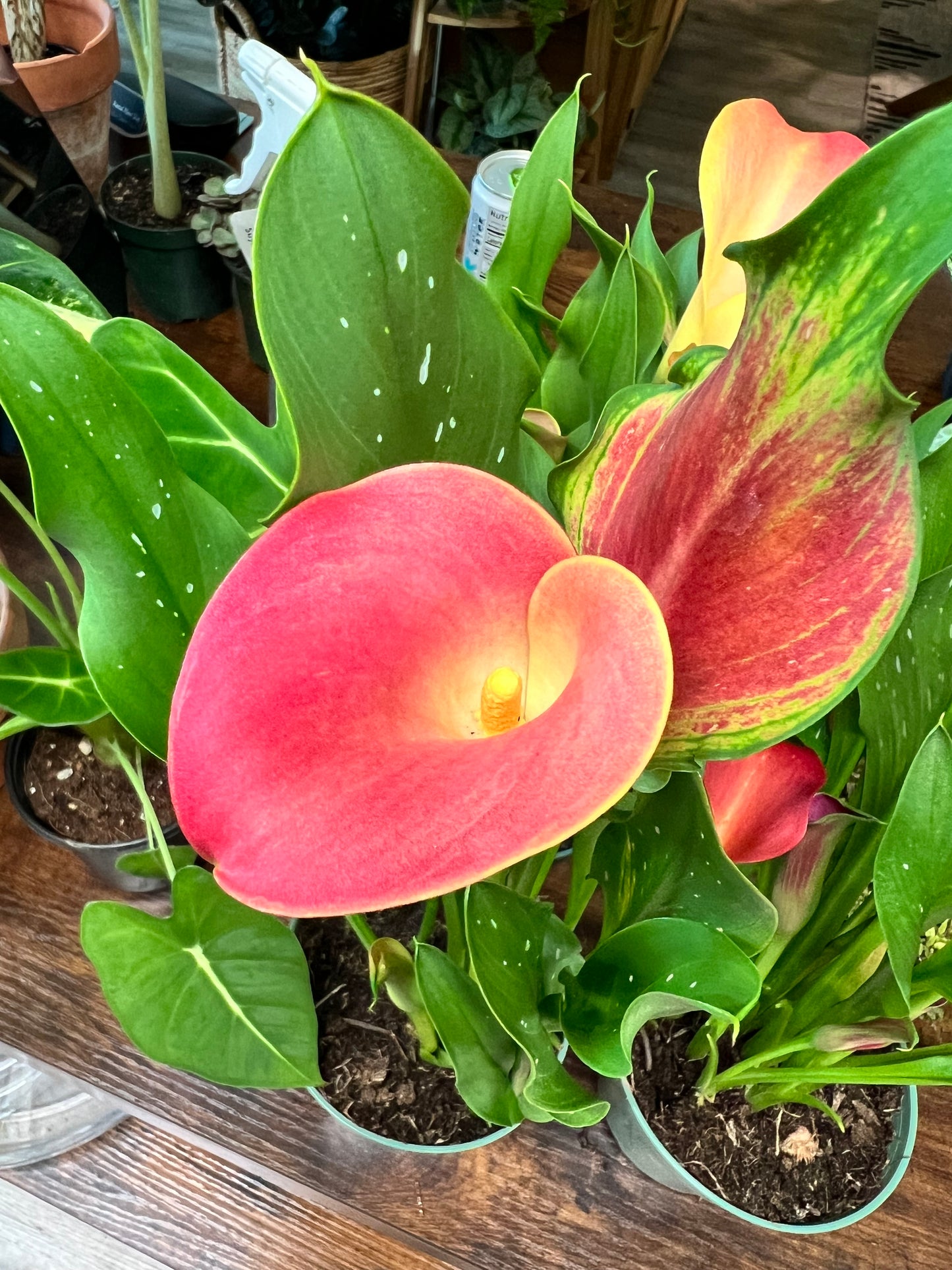 Calla Lily 4”