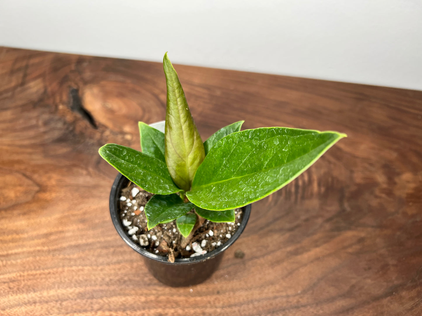 Anthurium Red Flag 4”