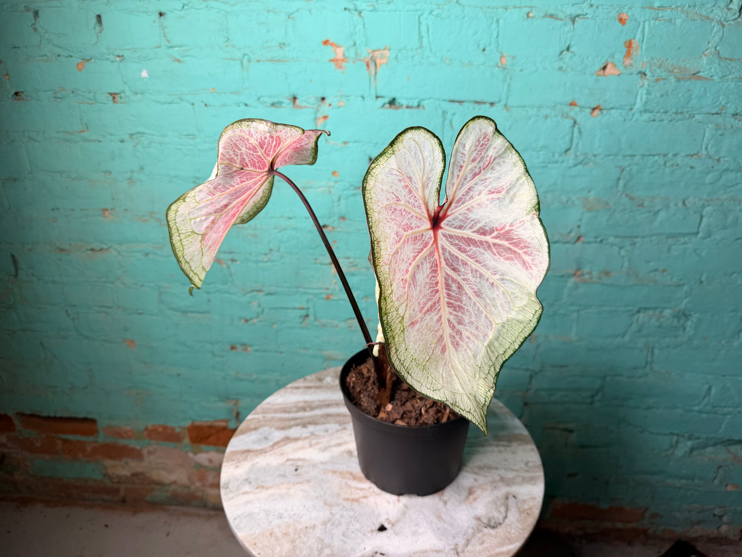 Caladium 6” White Lighting