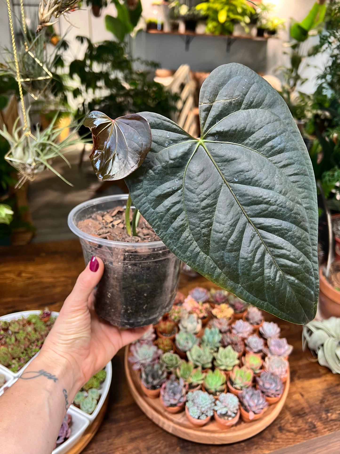 Anthurium Queen of Hearts 6”