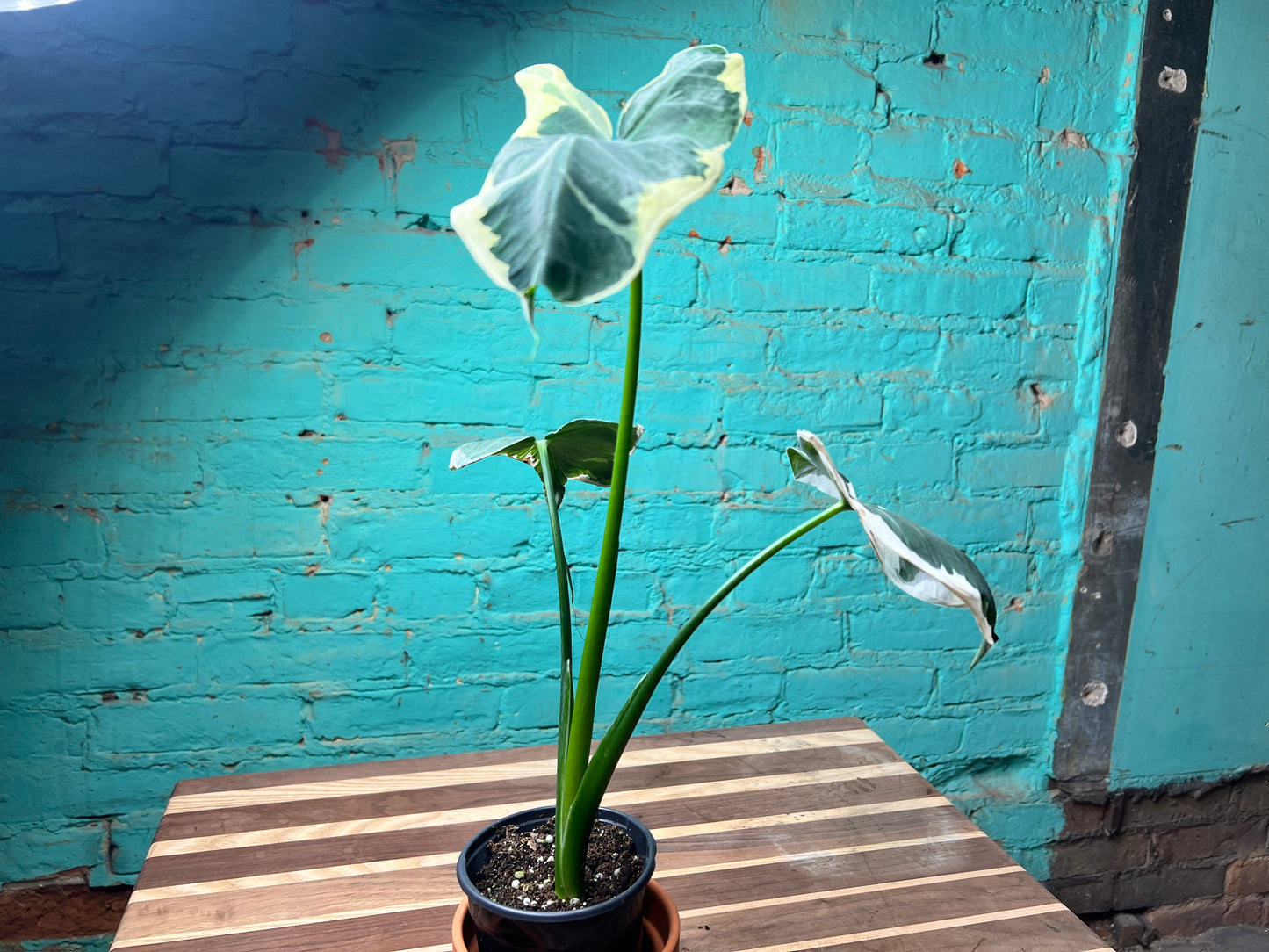 Alocasia-Mickey Mouse 4”