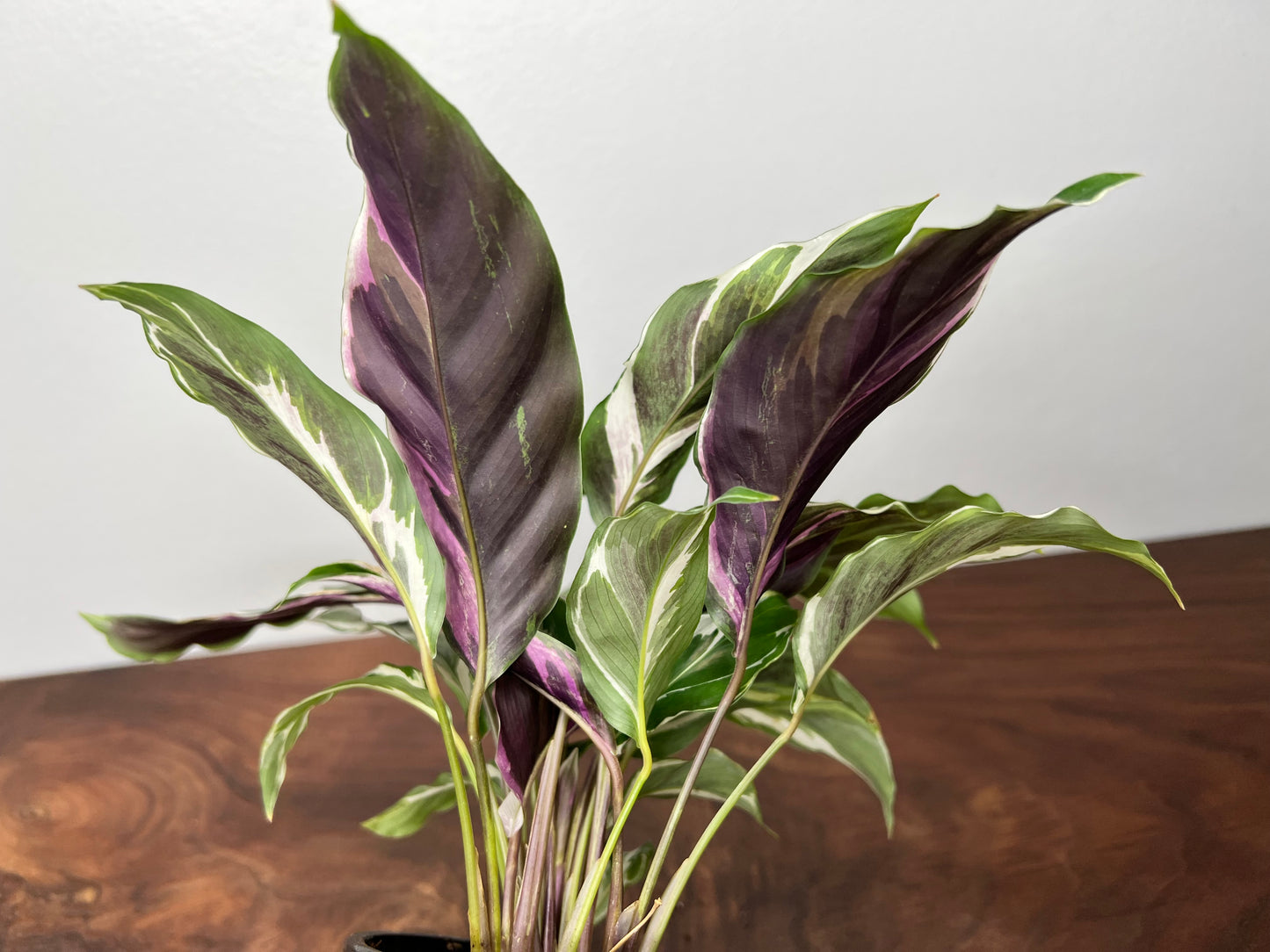 Calathea White Fusion 4inch