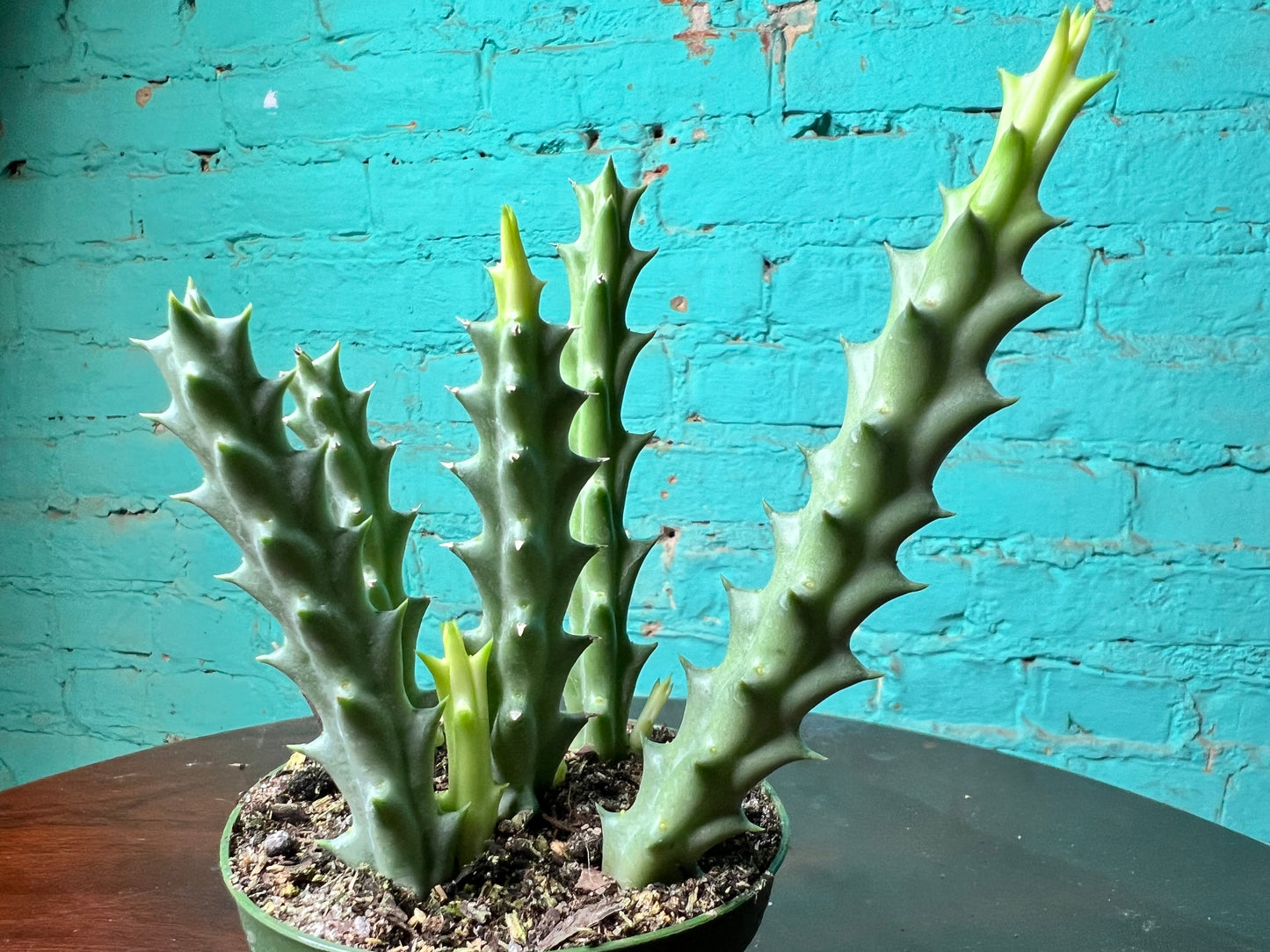 Lifesaver Cactus 4”