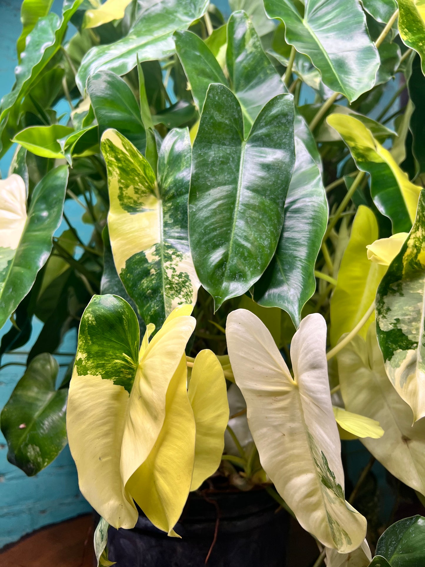 Philodendron Burle Marx Variegated 10” (Mature Plant)