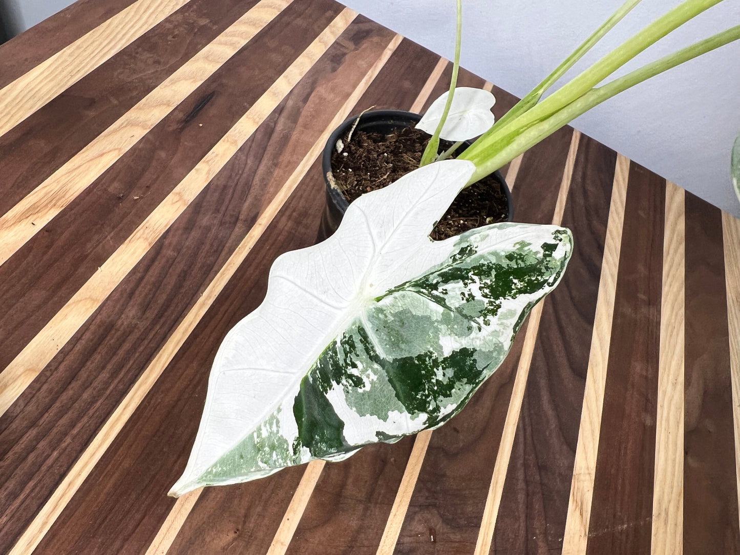 Alocasia Frydrek Variegated 4”