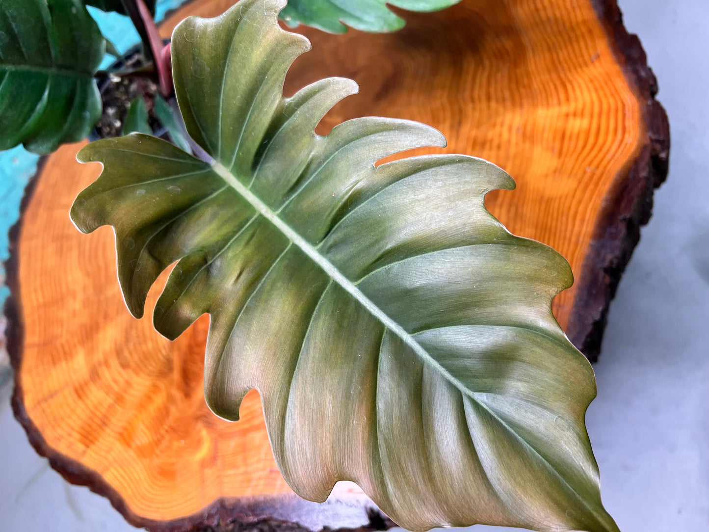 Philodendron Choco Empress 4”
