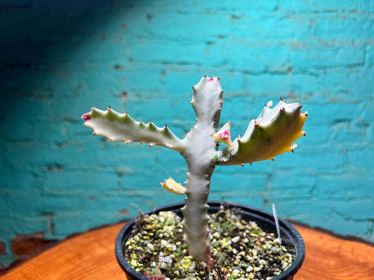 Euphorbia Trigonia Variegated 6”