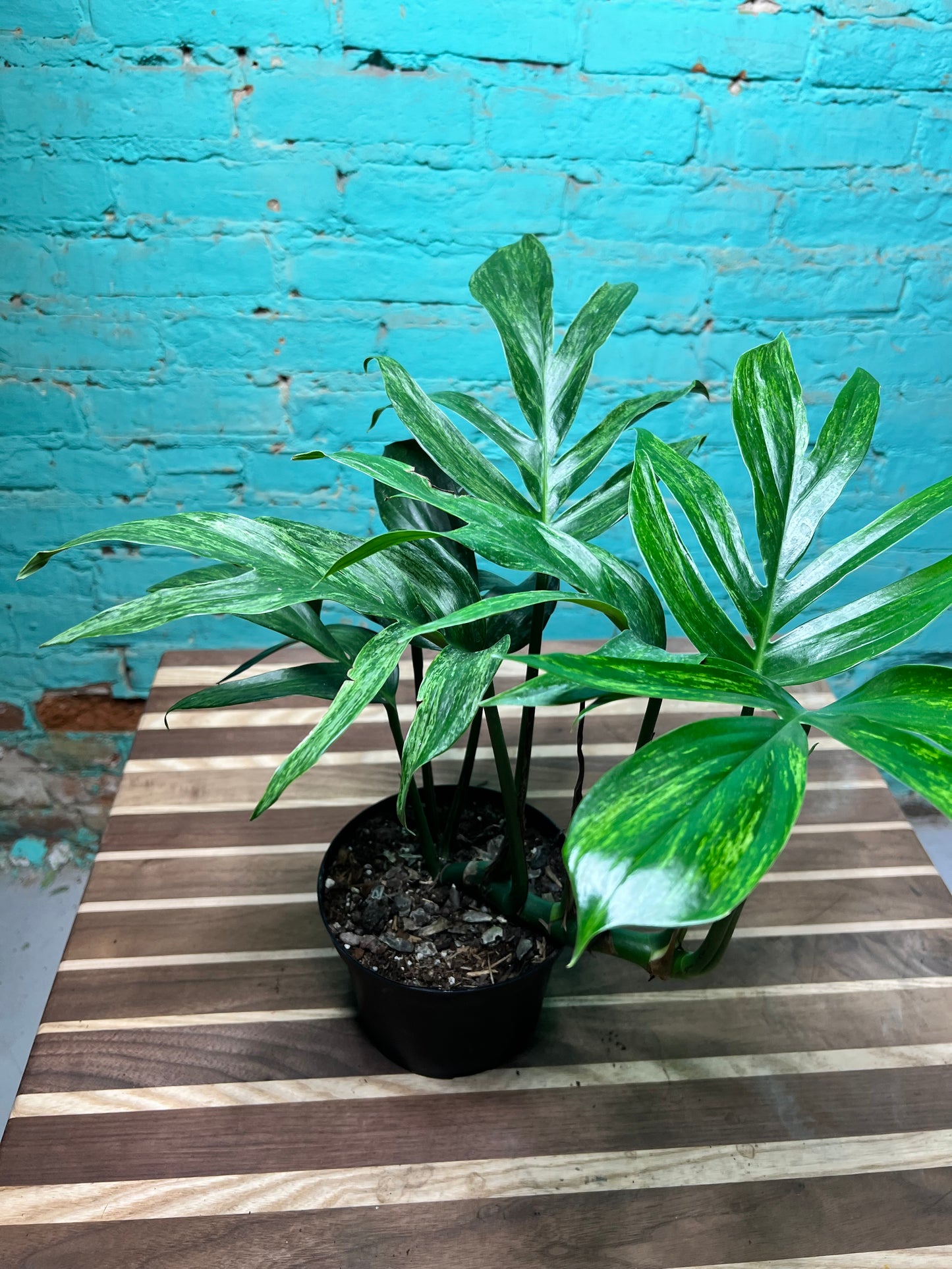 Monstera Decursiva Variegated 6” “Dragon Tail”