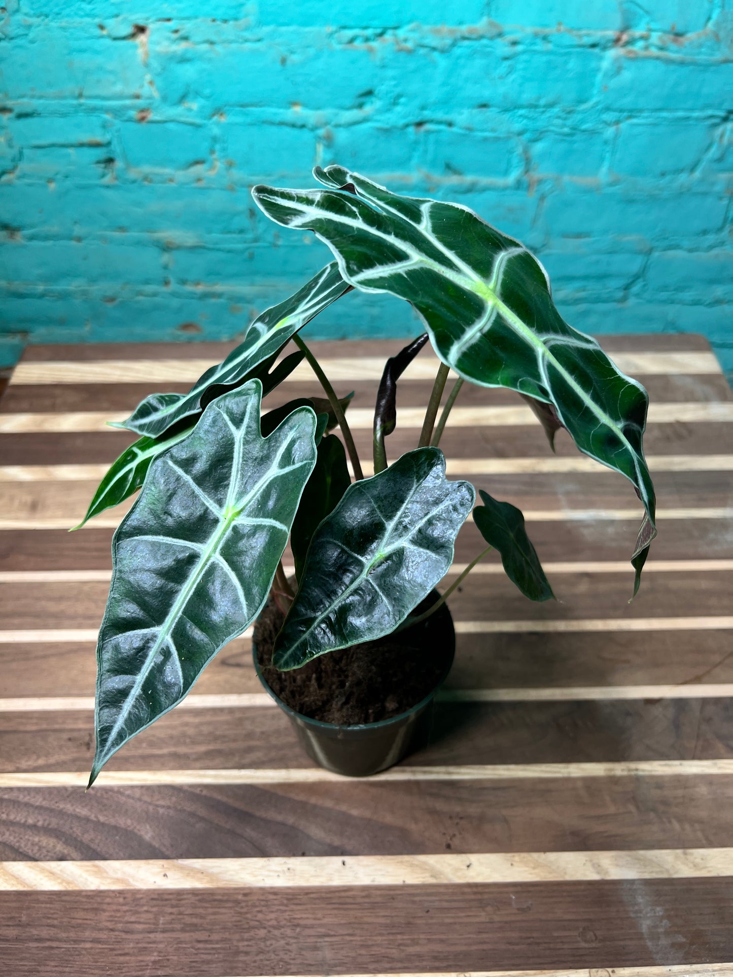 Alocasia polly 4”