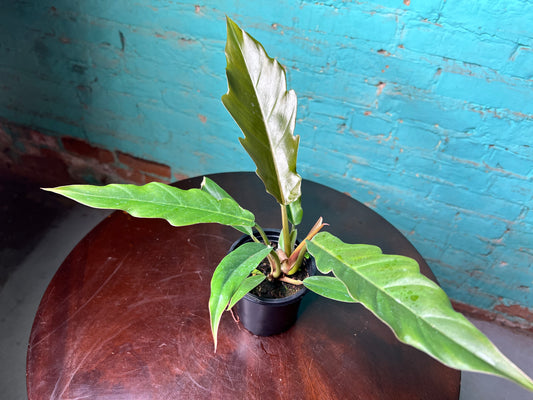 Caramel Pluto philodendron 4”
