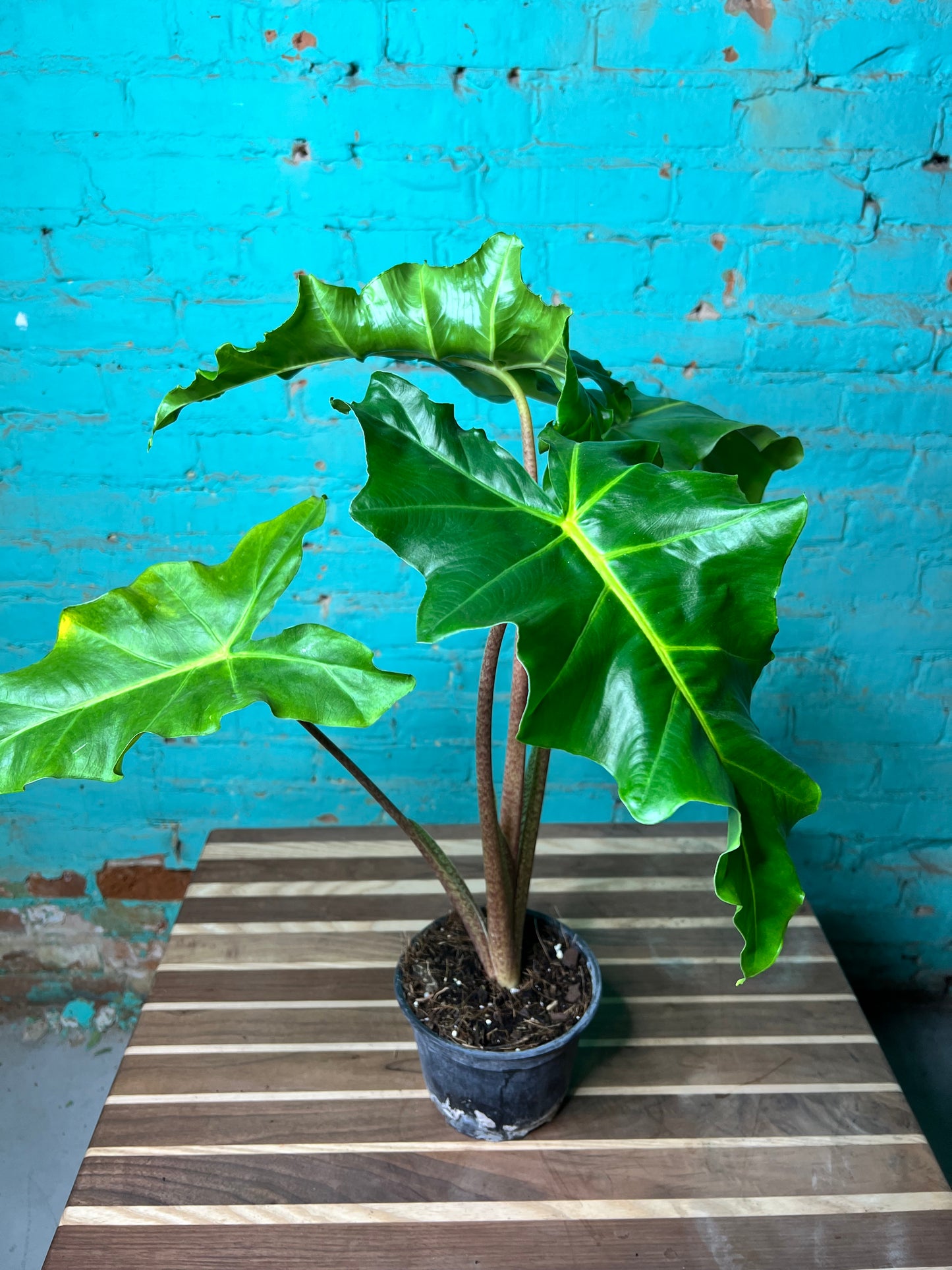 Alocasia-Golden Dragon 6”