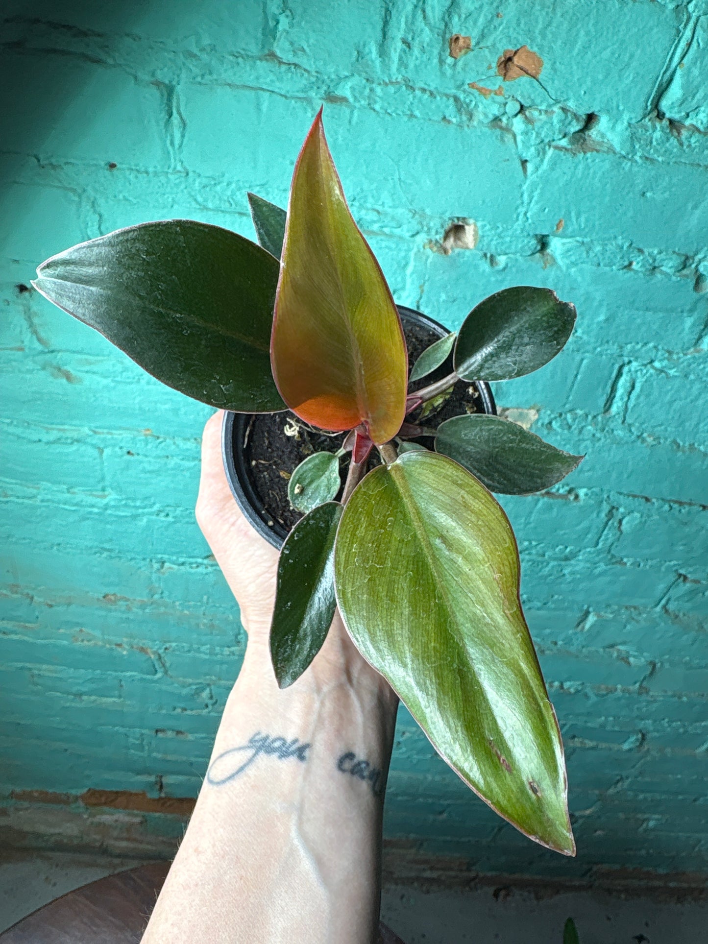 Philodendron Red Congo 4”