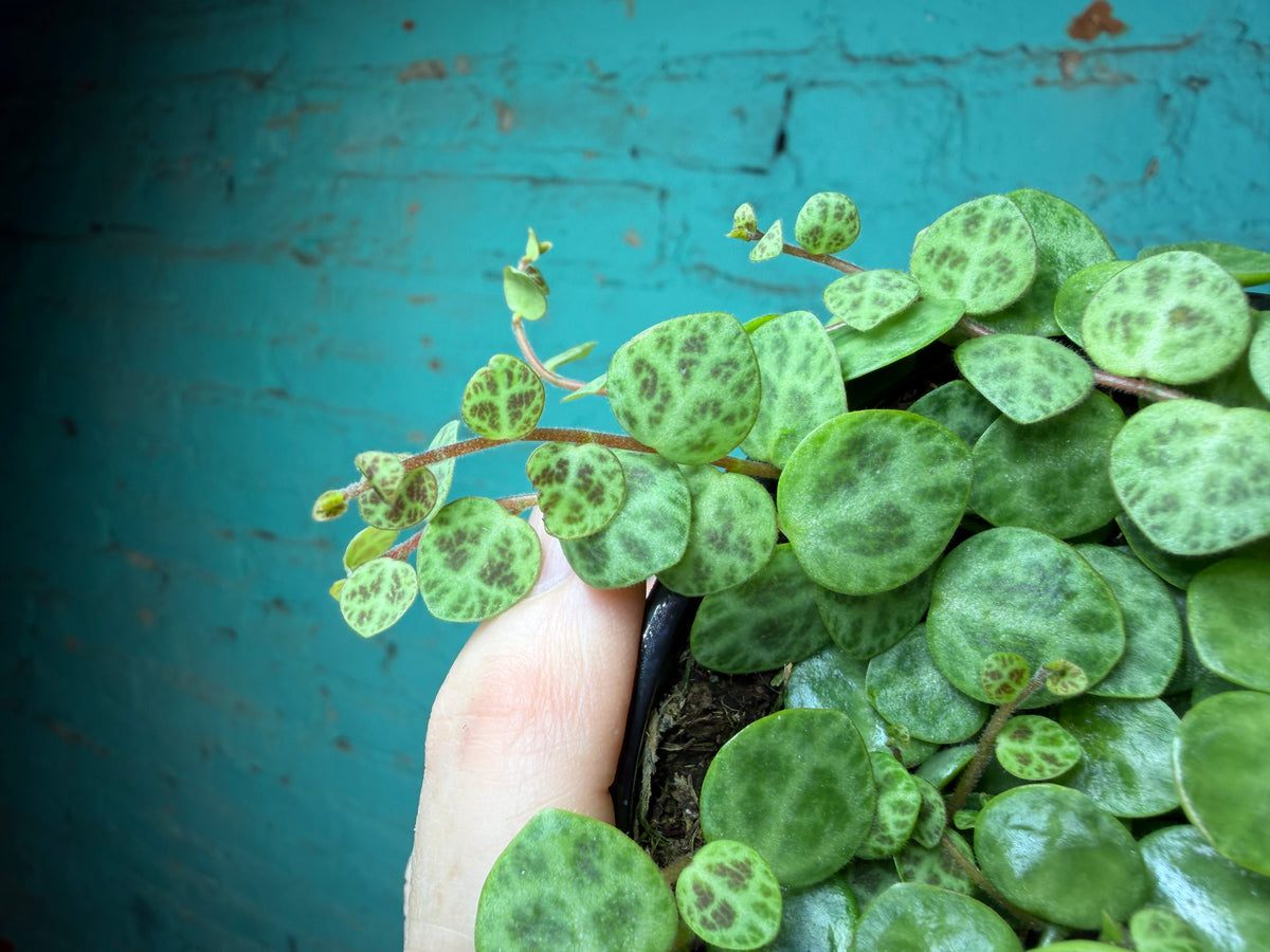 String of Turtles 4” (Succulent)