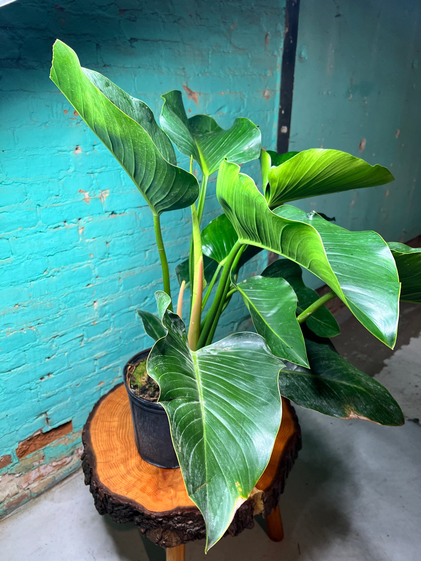 Philodendron Congo 10”